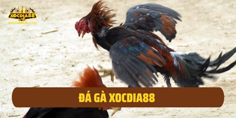 Đá Gà Xocdia88
