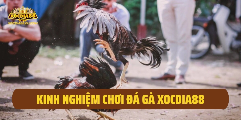 Kinh nghiệm chơi đá gà xocdia88